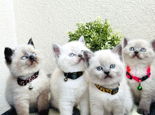 British Shorthair Bluepoint Bebekler görsel