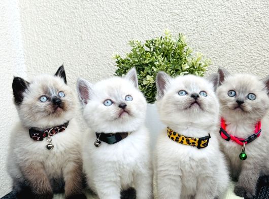 British Shorthair Bluepoint Bebekler görsel