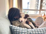 3 Aylık Border Collie Sahiplendirme