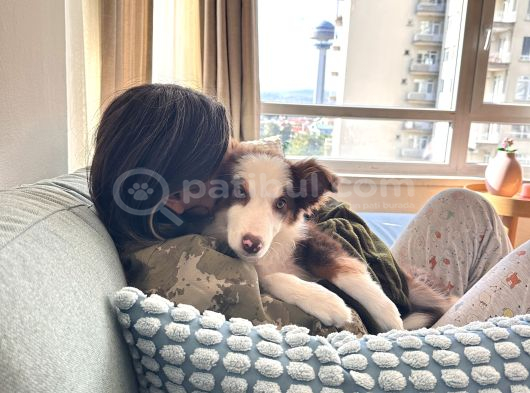 3 Aylık Border Collie Sahiplendirme
