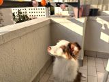 3 Aylık Border Collie Sahiplendirme