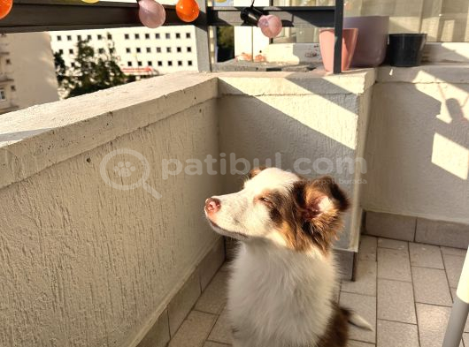 3 Aylık Border Collie Sahiplendirme görsel
