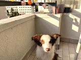 3 Aylık Border Collie Sahiplendirme