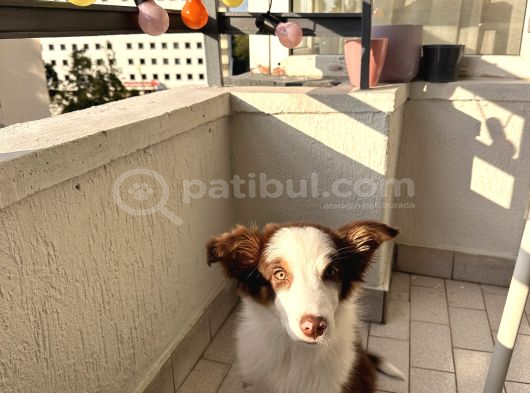3 Aylık Border Collie Sahiplendirme görsel