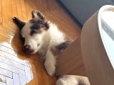 3 Aylık Border Collie Sahiplendirme