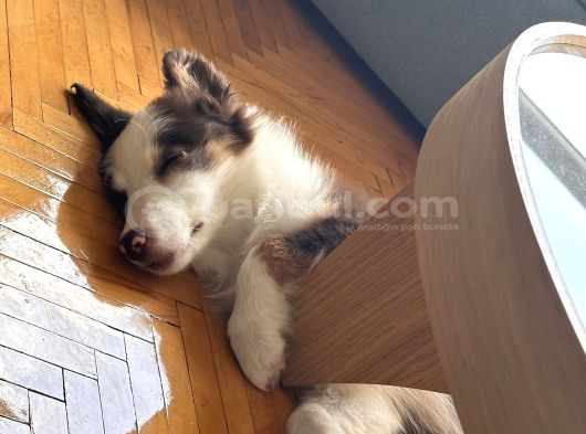 3 Aylık Border Collie Sahiplendirme görsel