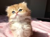 Bri̇ti̇sh Shorthai̇r Ve Longhai̇r Bebekler