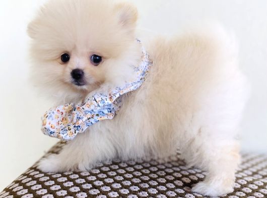 Pomeranian Boo Dişi görsel
