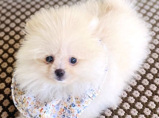 Pomeranian Boo Dişi görsel