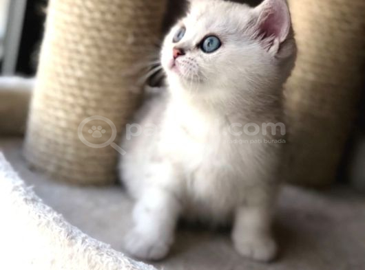 Veteri̇ner Kli̇ni̇ği̇nde Tesli̇m Bri̇ti̇sh Shorthai̇r Bebekler görsel