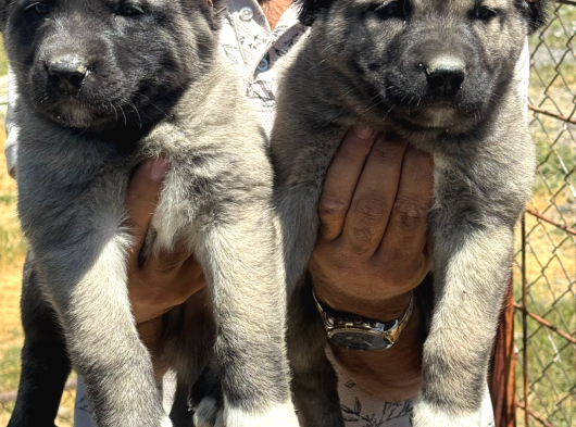 Kangal Yur Dışı Yurt İçi Her Yere Gönderim Yapıyoruz görsel