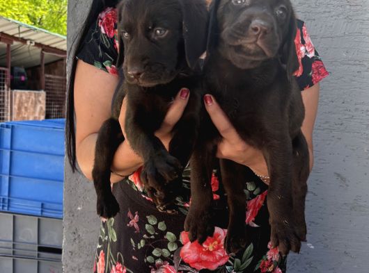 Çikolata Labrador Yavrularım görsel