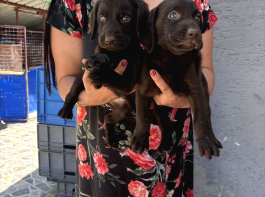 Çikolata Labrador Yavrularım görsel