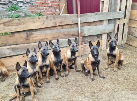 Avrupadan Gelen Safkan Orjinal Malinoisler görsel