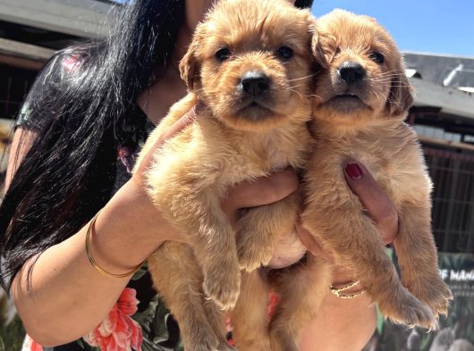 Baby Face Golden Retriever Yavrularım görsel