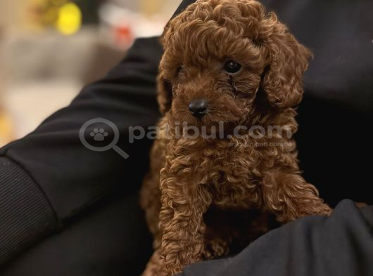 Red Brown Toy Poodle yavrular Yeni Yuvalarını Bekliyor