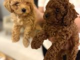 Red Brown Toy Poodle Yavrular Yeni Yuvalarını Bekliyor