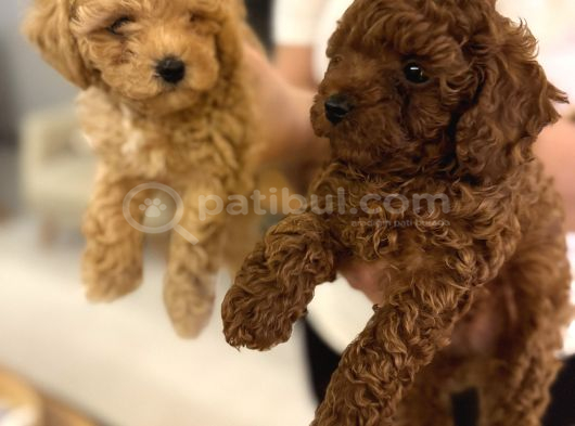 Red Brown Toy Poodle Yavrular Yeni Yuvalarını Bekliyor görsel