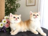 safkan British Shorthair Golden Yavrular