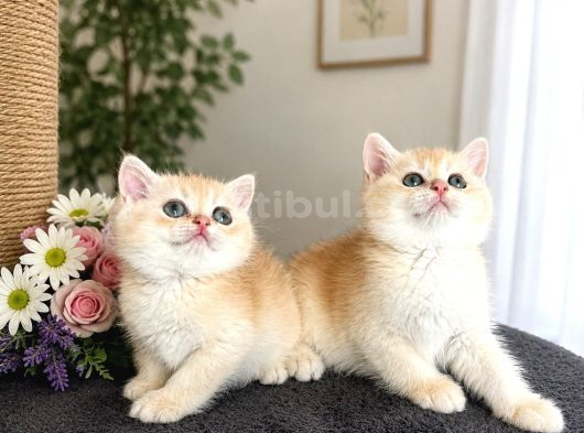 safkan British Shorthair Golden Yavrular