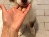 3 Aylık Border Collie Sahiplendirme