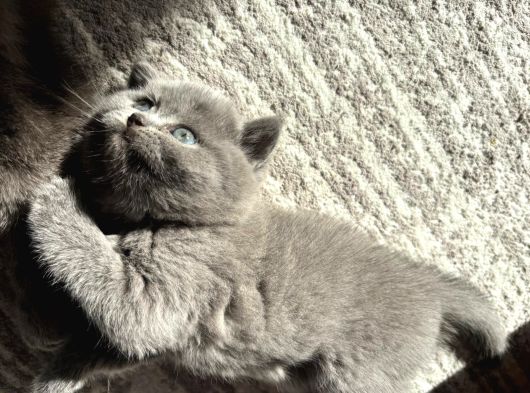 Mükemmel güzellikte british shorthair yavrularımız