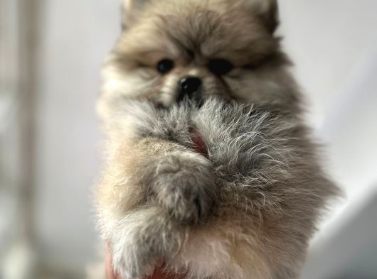 Pomeranian Bebekler Için Iletişime Geçebilirsiniz