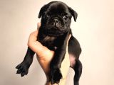 Hamburger Surat Pug Mops Yavrularımız