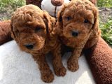Tea Cup Poodle Bebeklerimiz Hazır