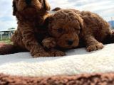 Tea Cup Poodle Bebeklerimiz Hazır