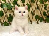 Golden Ny1233 Dişi British Shorthair