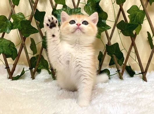 NY12 Dişi British Shorthair Golden