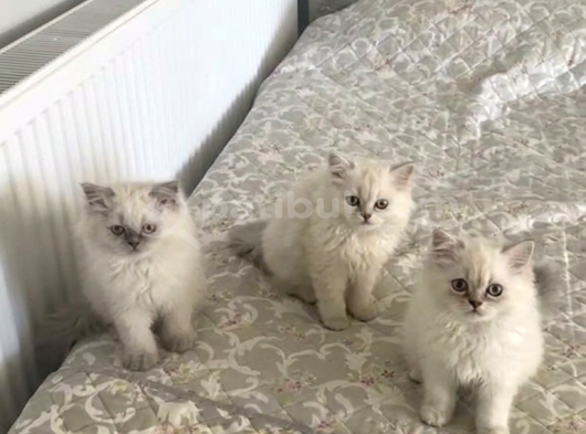 Bakmadan Geçme Whatsapp Lutfen Açi̇klama Okuyun görsel