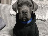 Blue Erkek Cane Corso Yavru