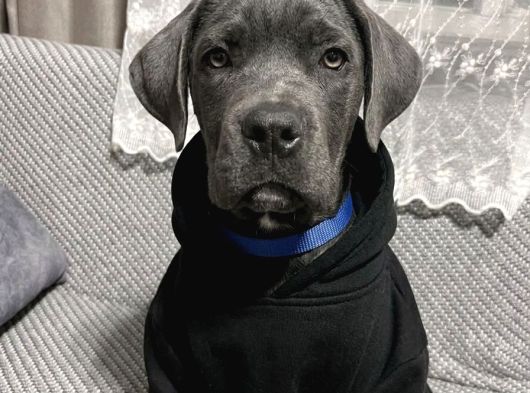 Blue Erkek Cane Corso Yavru