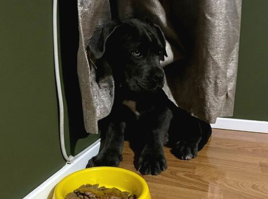 Blue Erkek Cane Corso Yavru görsel