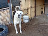 Anadolu Çoban Köpegi̇ Eni̇kleri̇