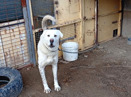 Anadolu Çoban Köpegi̇ Eni̇kleri̇ görsel