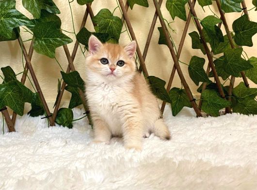Ny12 Dişi İrina British Shorthair Golden görsel