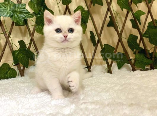 Golden Ny1233 Dişi British Shorthair görsel