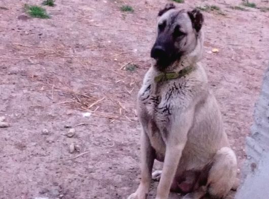 Anadolu Çoban Köpegi̇ Eni̇kleri̇ görsel
