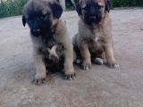 Anadolu Çoban Köpegi̇ Eni̇kleri̇