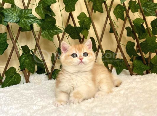 Ny12 Dişi İrina British Shorthair Golden görsel