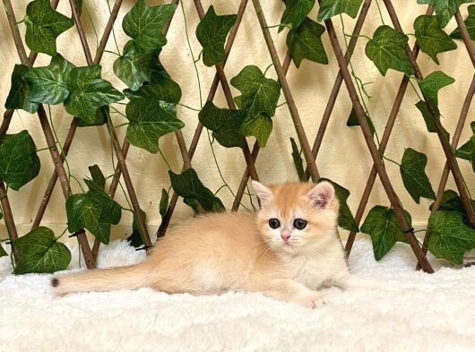 Ny12 Dişi British Shorthair Golden görsel