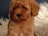 Veteriner Teknikerinden Irk Ve Sağlık Garantili Toy Poodle