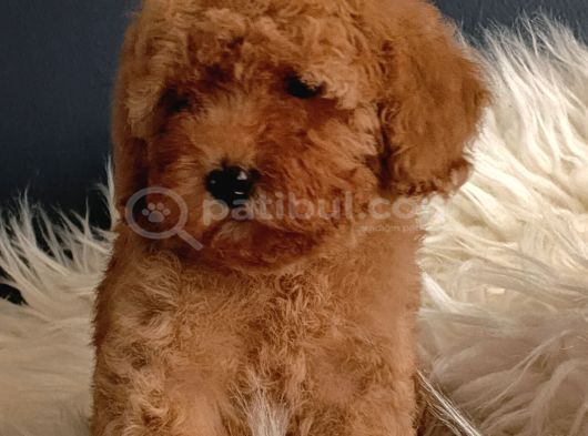 Veteriner Teknikerinden Irk Ve Sağlık Garantili Toy Poodle görsel