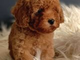 Veteriner Teknikerinden Irk Ve Sağlık Garantili Toy Poodle