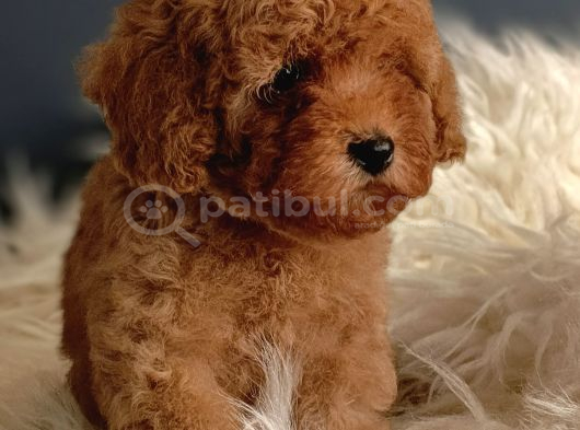 Veteriner Teknikerinden Irk Ve Sağlık Garantili Toy Poodle görsel