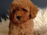 Veteriner Teknikerinden Irk Ve Sağlık Garantili Toy Poodle