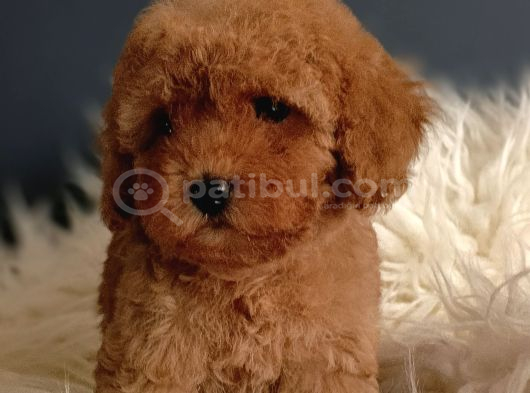 Veteriner Teknikerinden Irk Ve Sağlık Garantili Toy Poodle